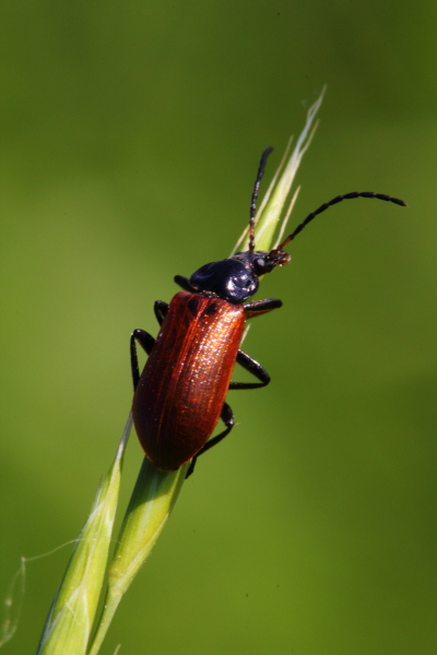 Omophlus lepturoides